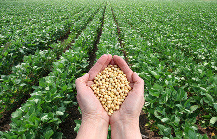 Lecithin